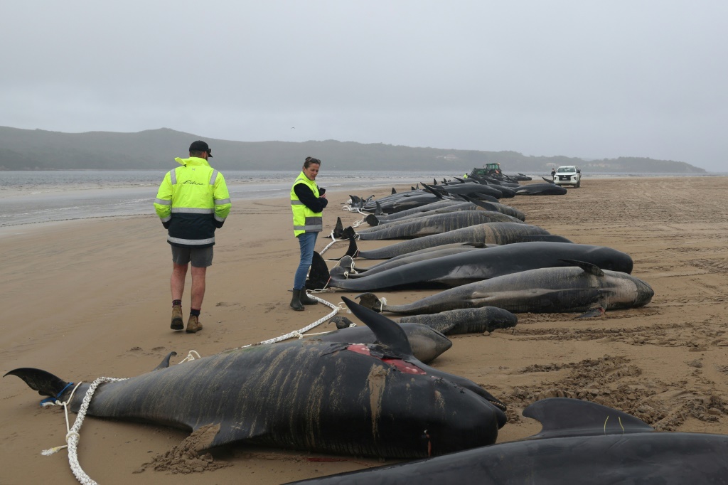 Fewer than 10 of the pilot whales are still alive on Ocean Beach, in remote western Tasmania