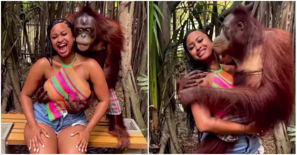Lady with ape at Safari World