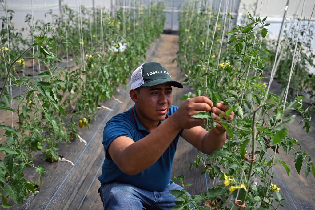Jacinto Perez grows tomatoes and other vegetables in Santa Maria Nebaj, Guatemala, which he delivers to ten schools