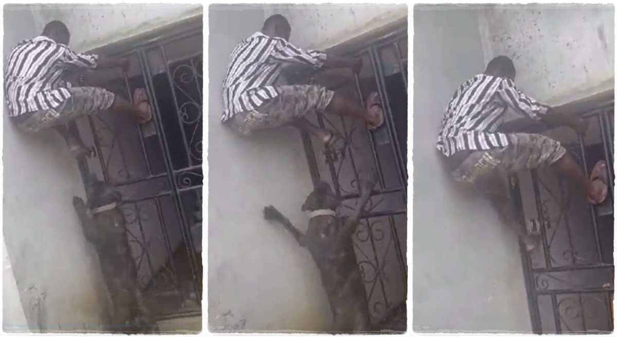 Man runs and climbs up to escape from dogs.