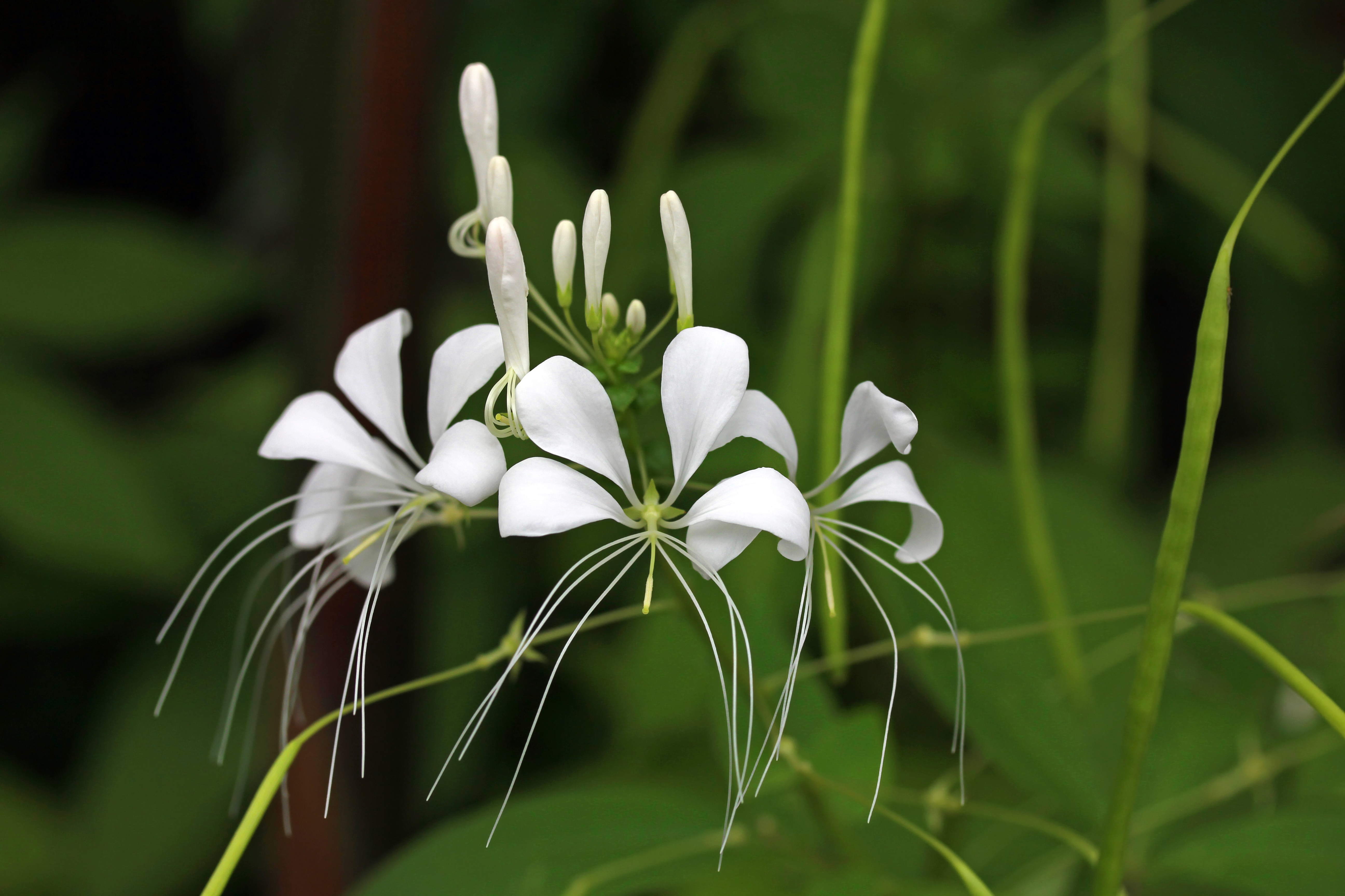 White ginger flower (Hedychium coronarium) growing from a weak green stem