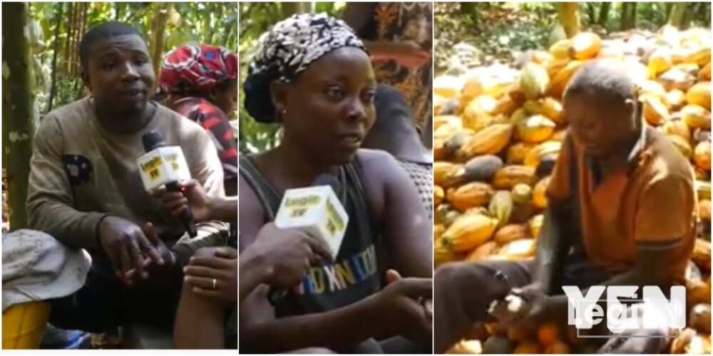 Man whose wife endured hardship with him succeeds as cocoa farmer