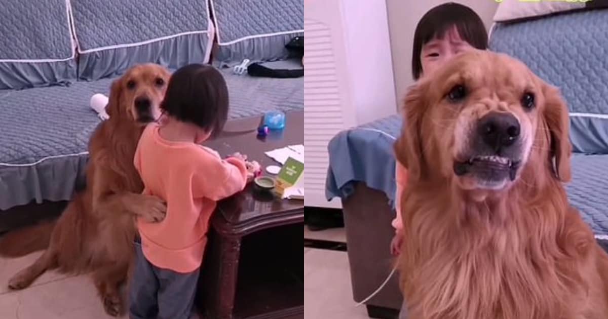 Dog protects little girl being reprimanded by mother