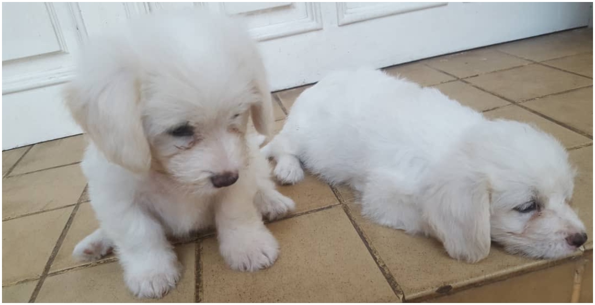 Photo Of 2 Puppies Going For GH₵80,000