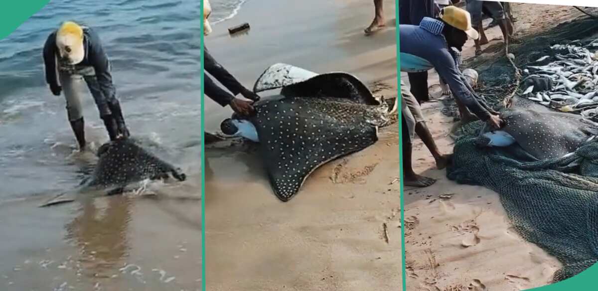 Lucky fisherman catches dotted stingray fish.