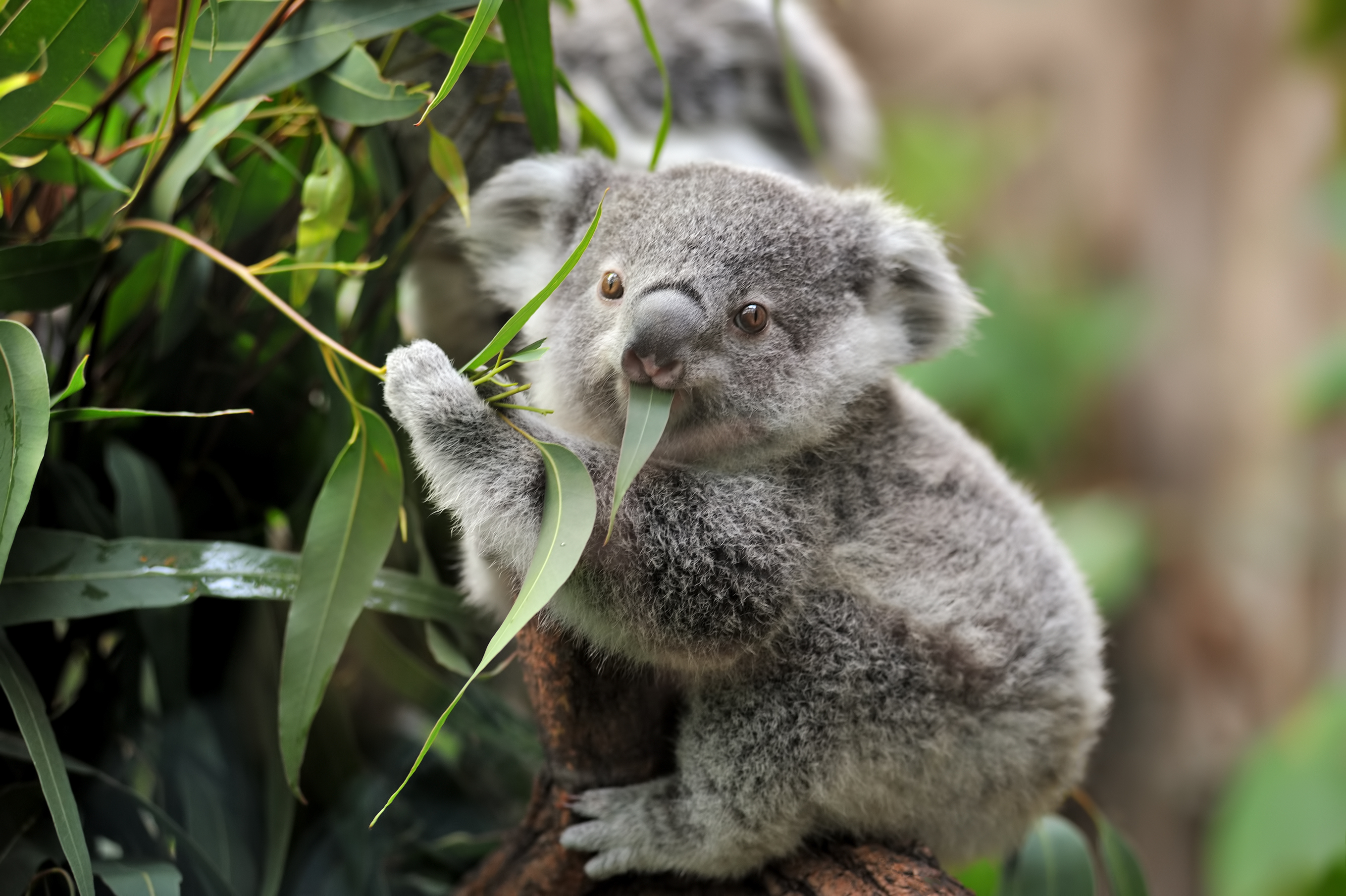 Close-up of a young koala bear on a tree eating eucalypt leaves