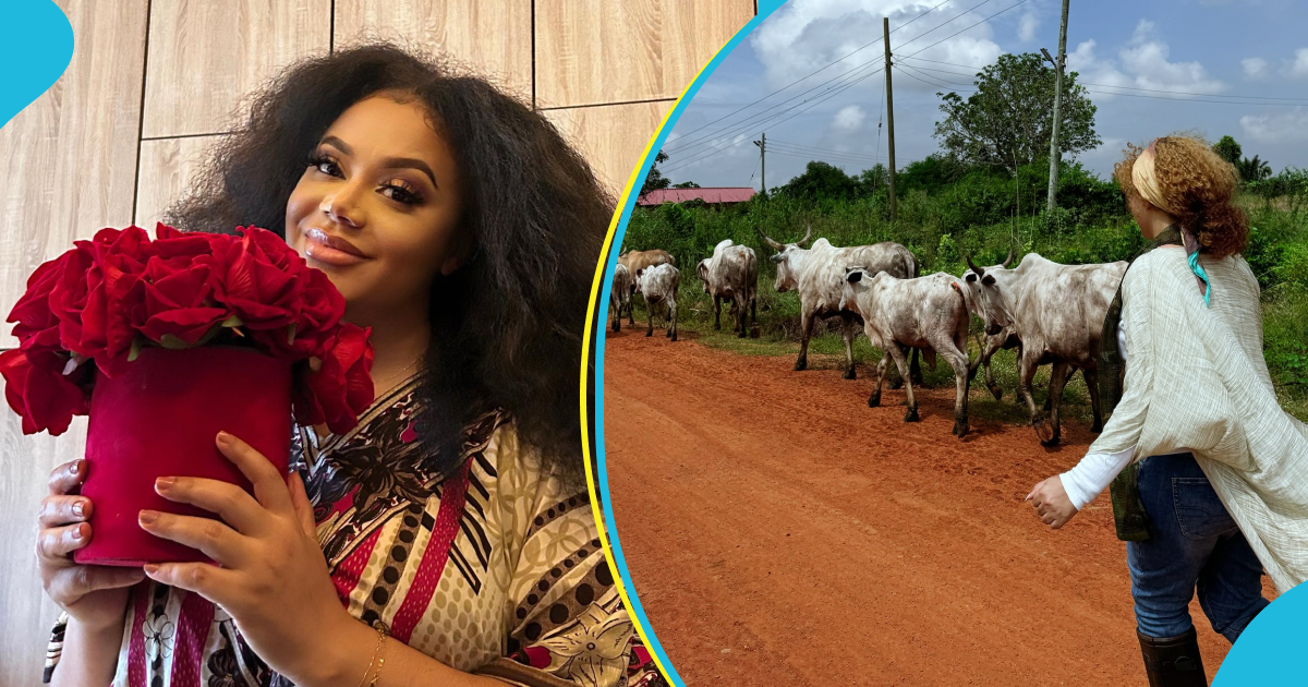 Photo of Nadia Buari taking cows for a walk