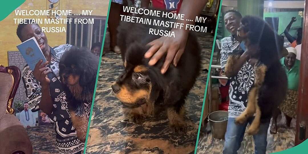 Man imports Tibetan Mastiff from Russia, video goes viral: "This dog costs over GH₵76,905"