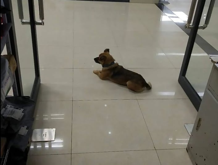 Man's best friend: Loyal dog waits for months at hospital after owner dies from COVID-19