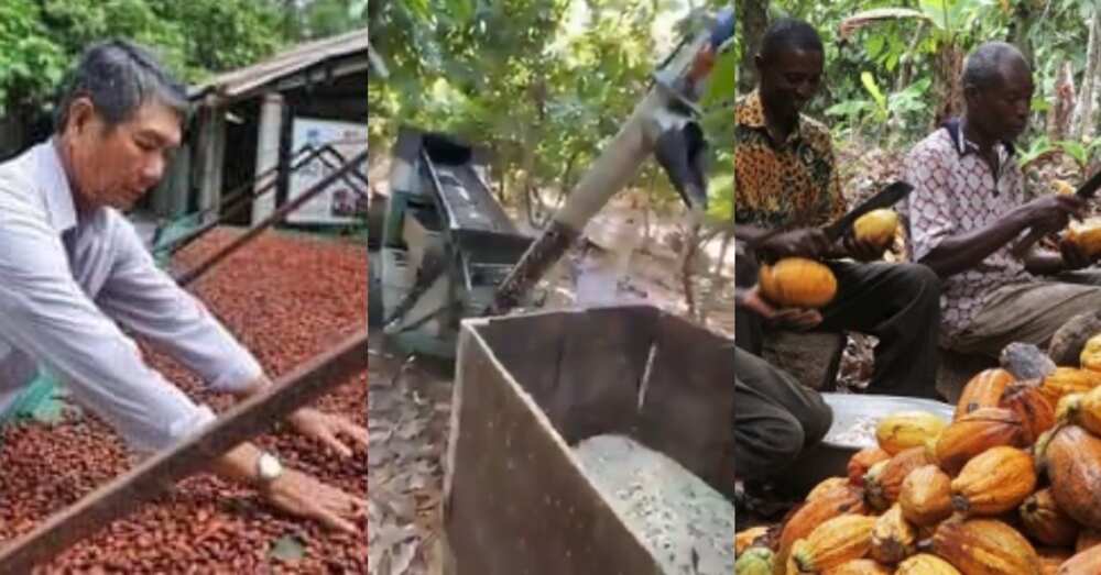 Advanced Cocoa pod Breaker Built by Ghanaian Engineer but not Popular Surfaces