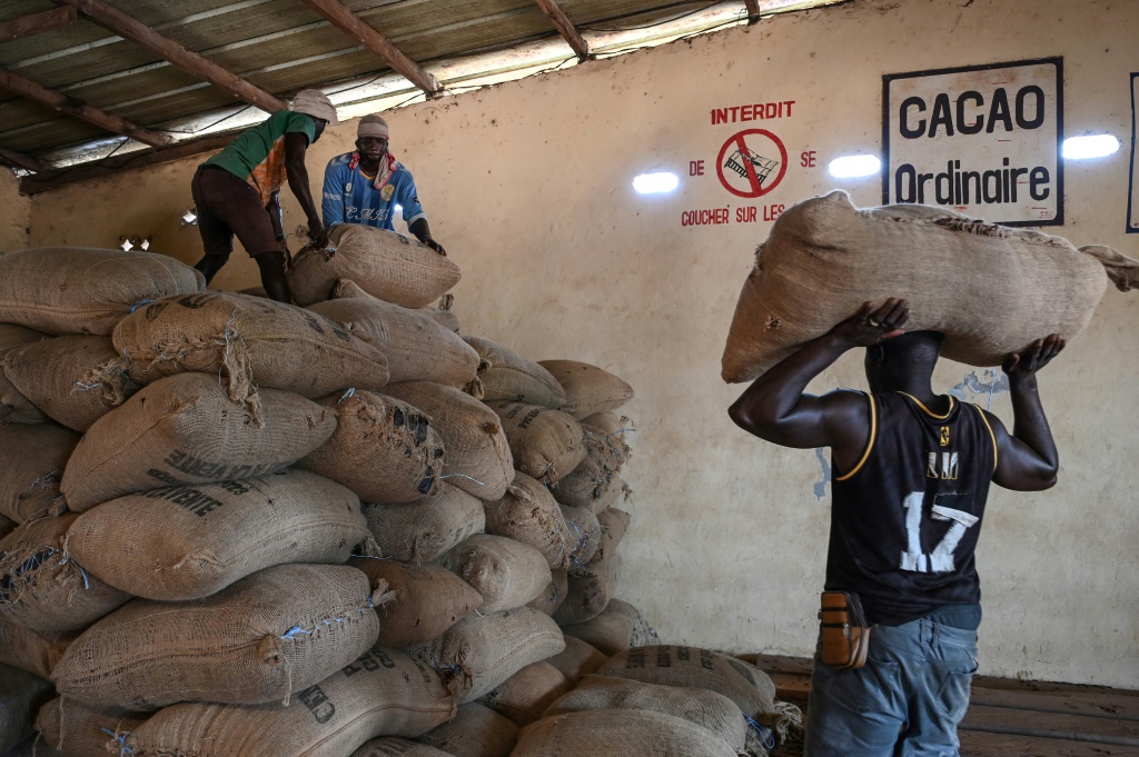 Workers pile sacks of cocoa beans at the warehouse of Hermankono cooperative