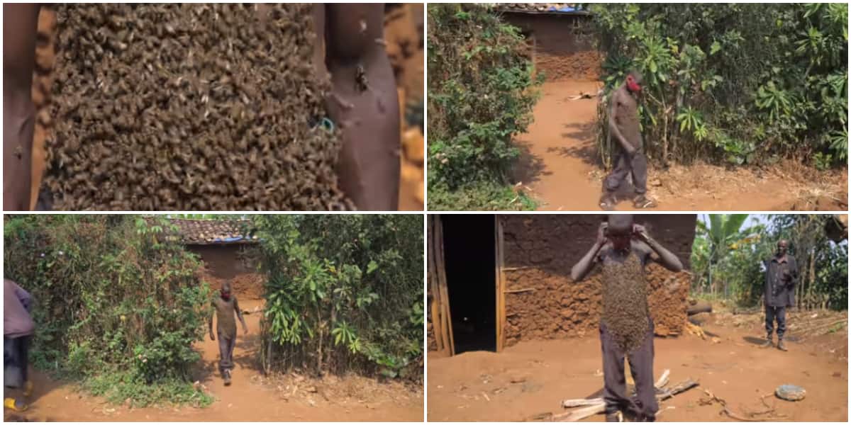 Meet Man Who Walks With Thousands Of Bees On His Body For Over 30 Years In Incredible Video Yen 3285