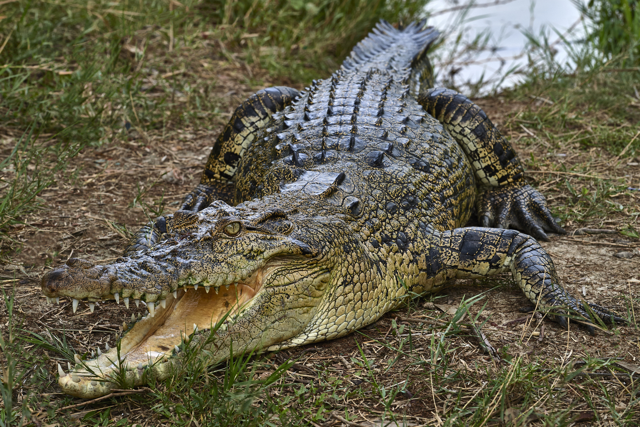 A crocodile in The Sundarbans, Bangladesh