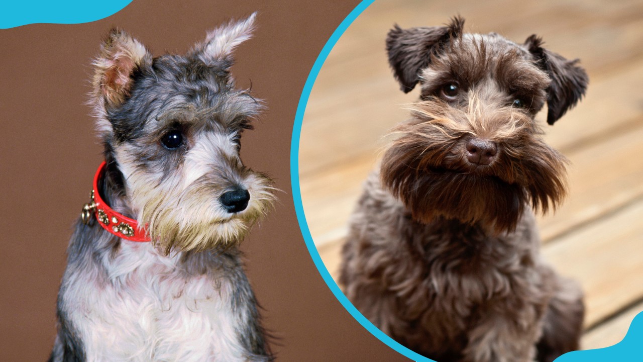 10 reasons why Schnauzers are the worst dogs: things to consider before adoption