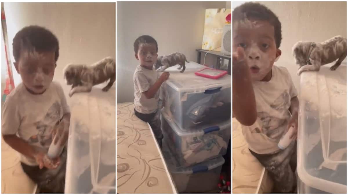 Little child scatters everything, pours baby powder on his face and dog, mum screams in funny video