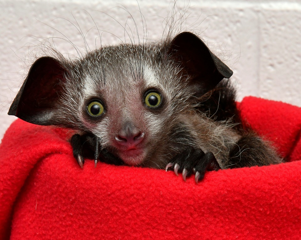 The aye-aye, the world's largest nocturnal primate, is highly endangered
