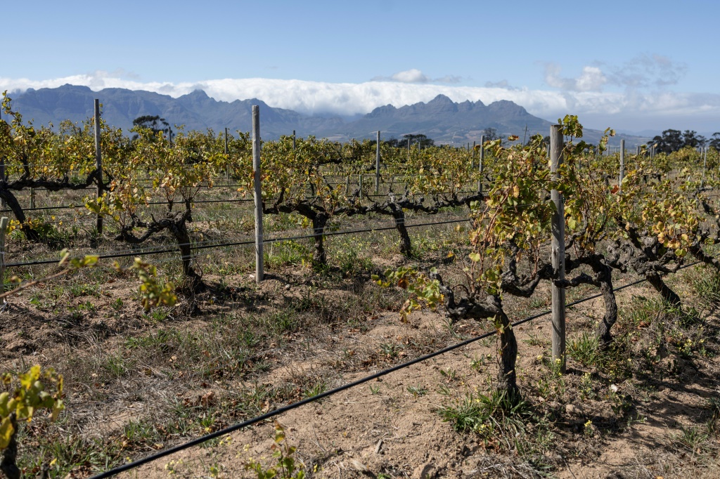 Wine growers 'on tip of Africa' race to adapt to climate change