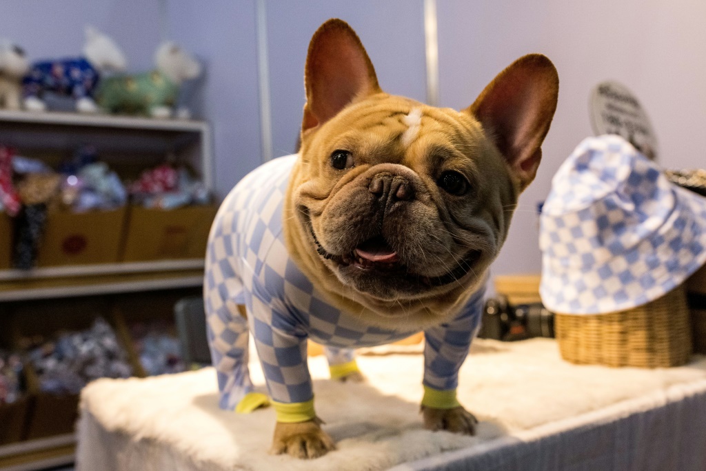 French bulldogs are extremely popular dogs but their short faces come with health problems