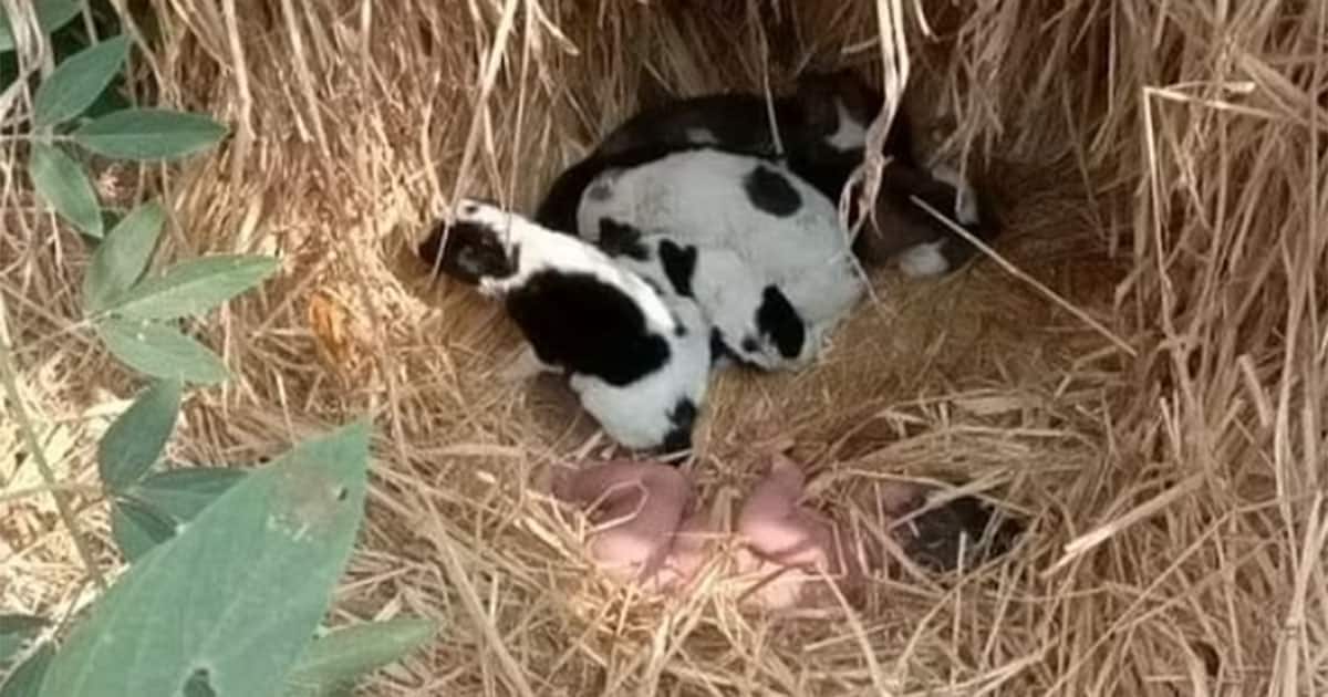 Newborn abandoned in field survives through chilly night after dog, puppies kept her warm
