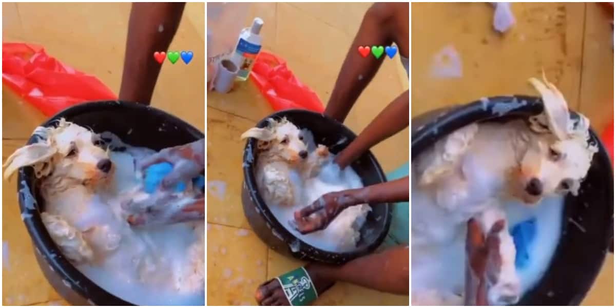 Nigerian man spotted in video scrubbing his dog hard while bathing it in a basin, the dog maintained calmness that got many talking