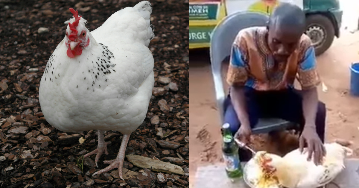 Man gets many talking after allowing a hen to dine with him