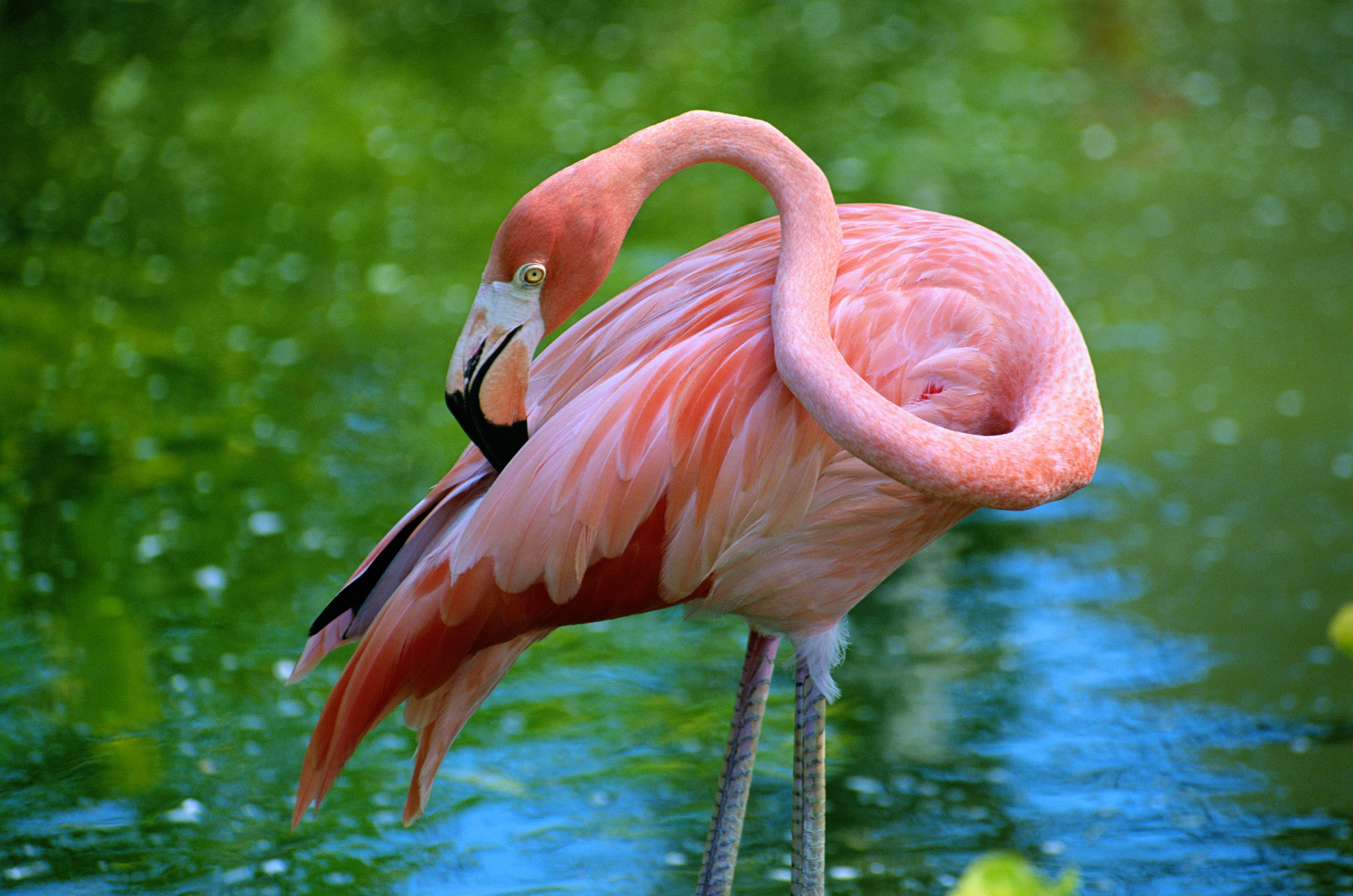 Flamingo wading in water in Cozumel, Mexico