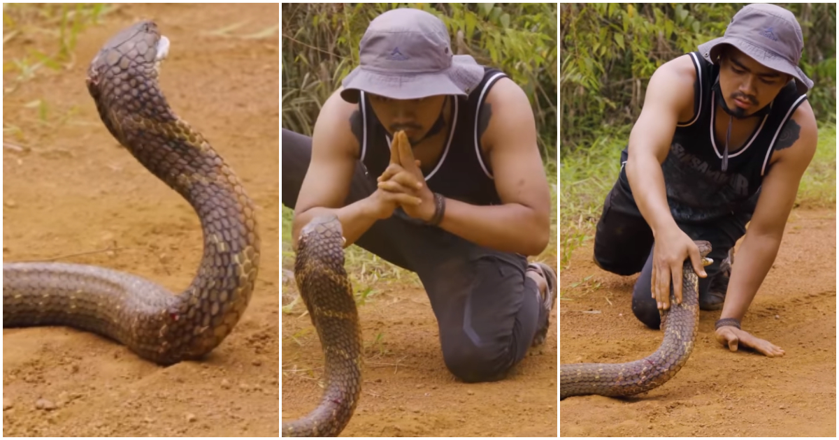 Video captures man catching snake with his bare hand.