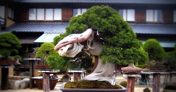 How long can a bonsai tree survive?