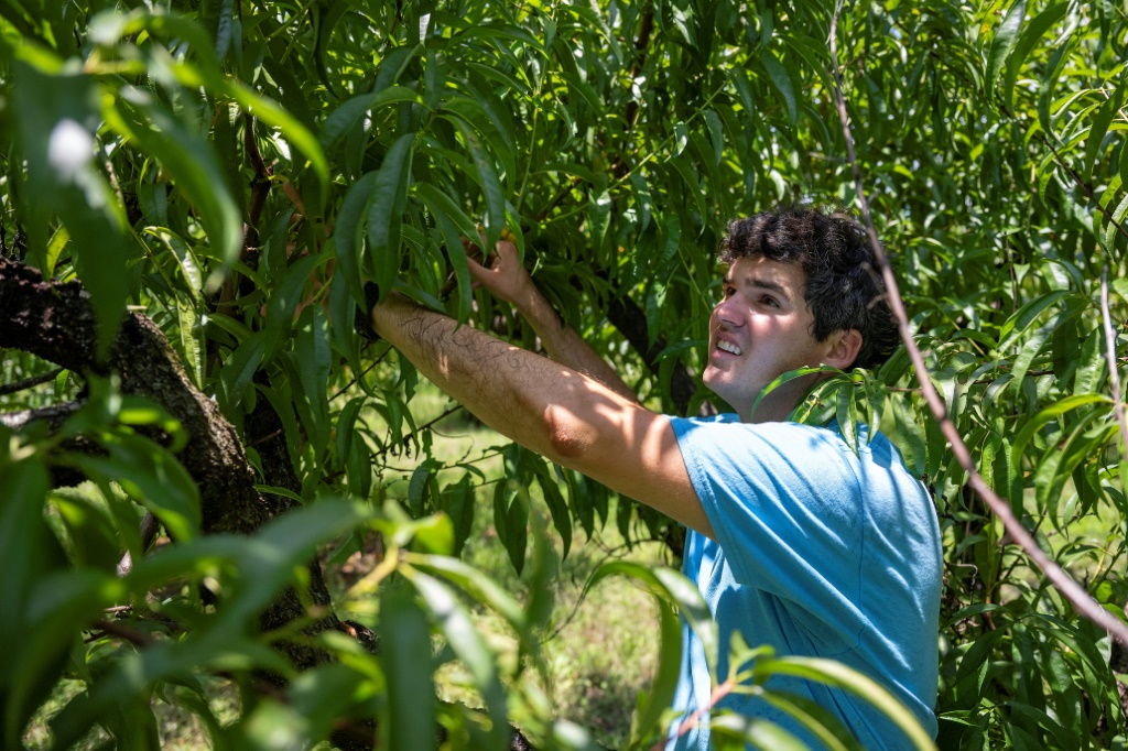 Peach farmer Stuart Gregg at his family farm in Concord, Georgia in July 2023