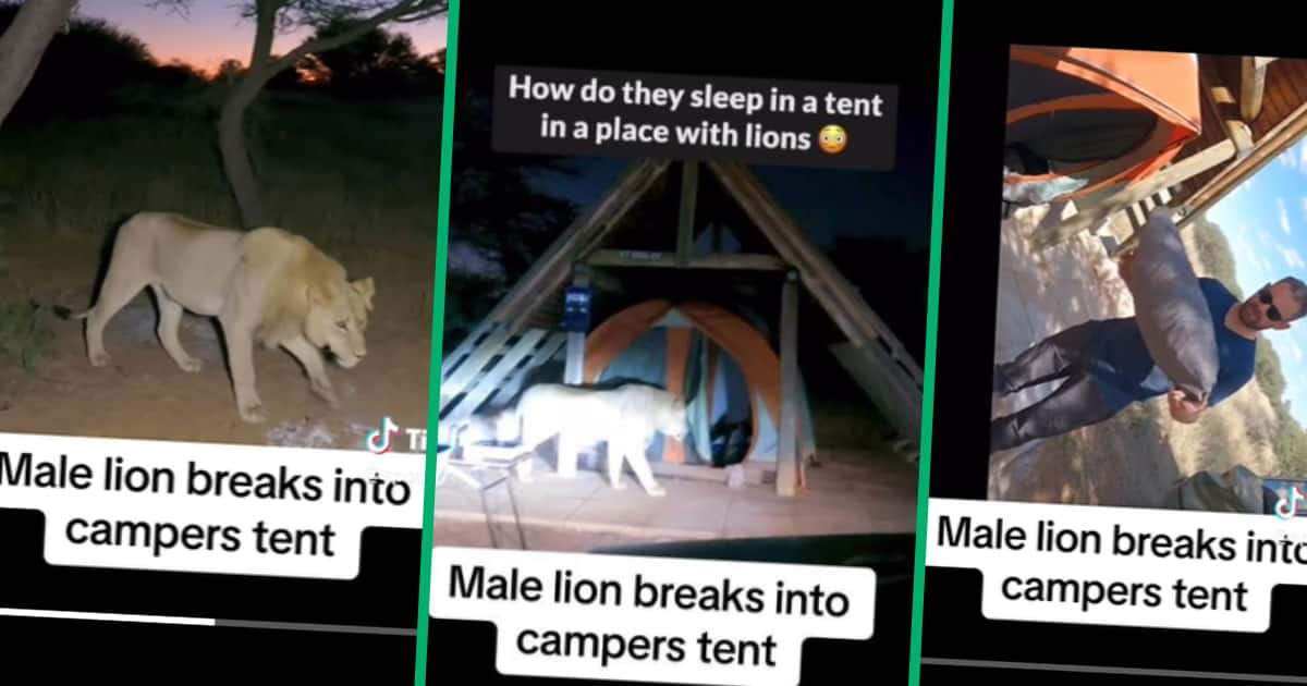 Lion comes into campsite, eats men's stuff