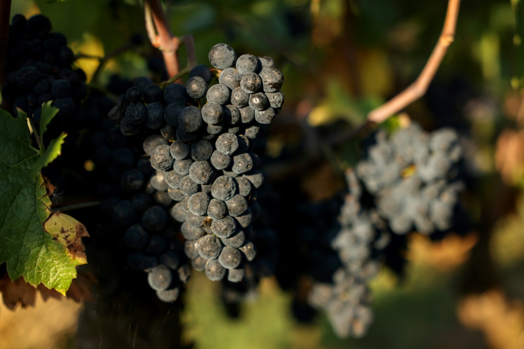 Pinot noir, the grapes that make Burgundy's most famous wines