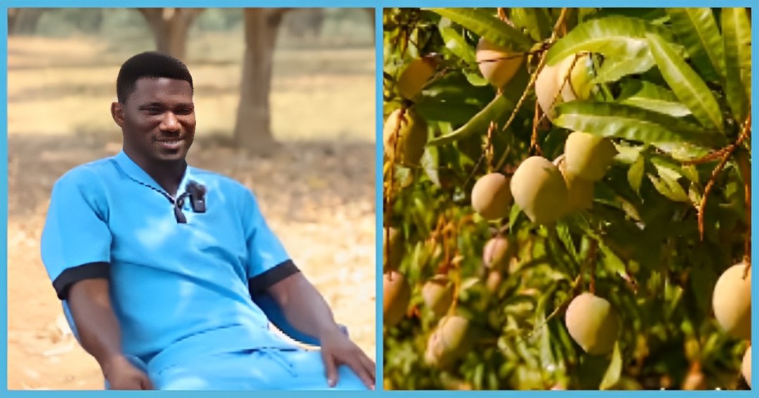 Successful Ghanaian farmer talks about mango farming