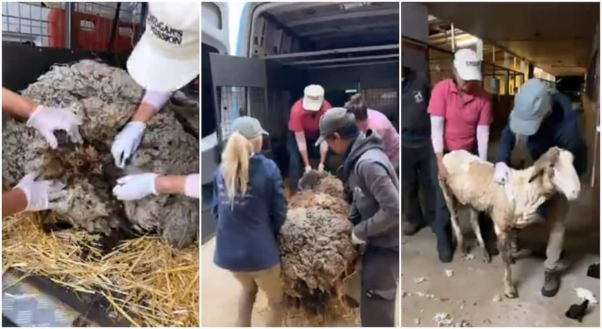 Amazing moment a helpless sheep weighed down by a 40kg hair got a clean shave.