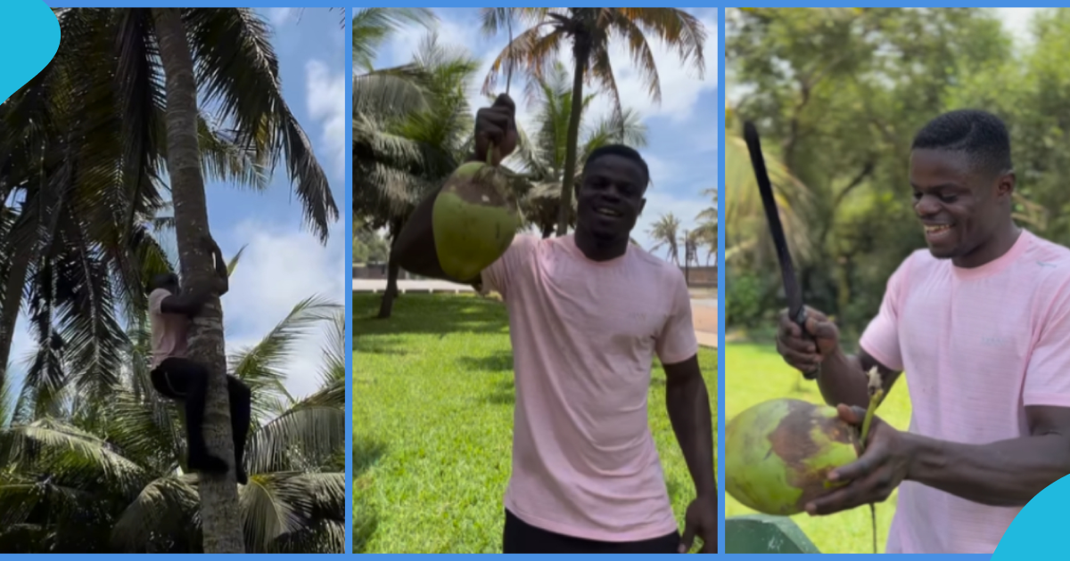 Freezy Macbones Wows Many With Coconut Climbing Adventure