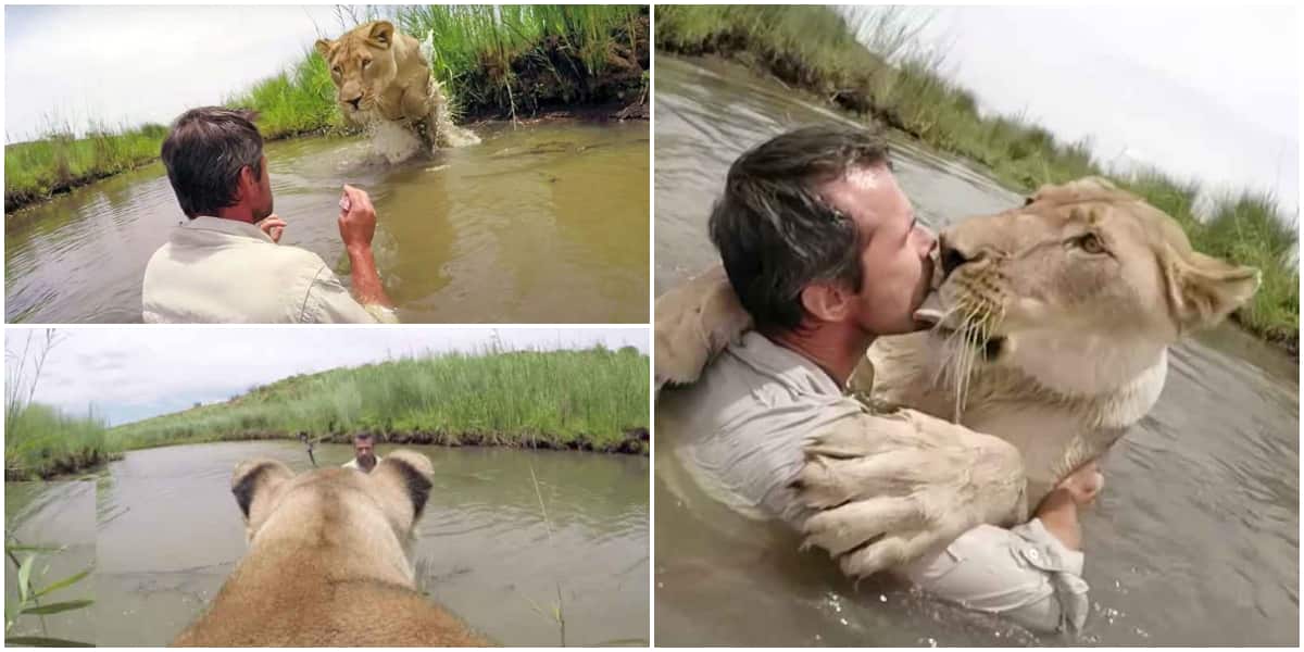 Video captures stunning moment man meets again a lion he had rescued 7 years ago