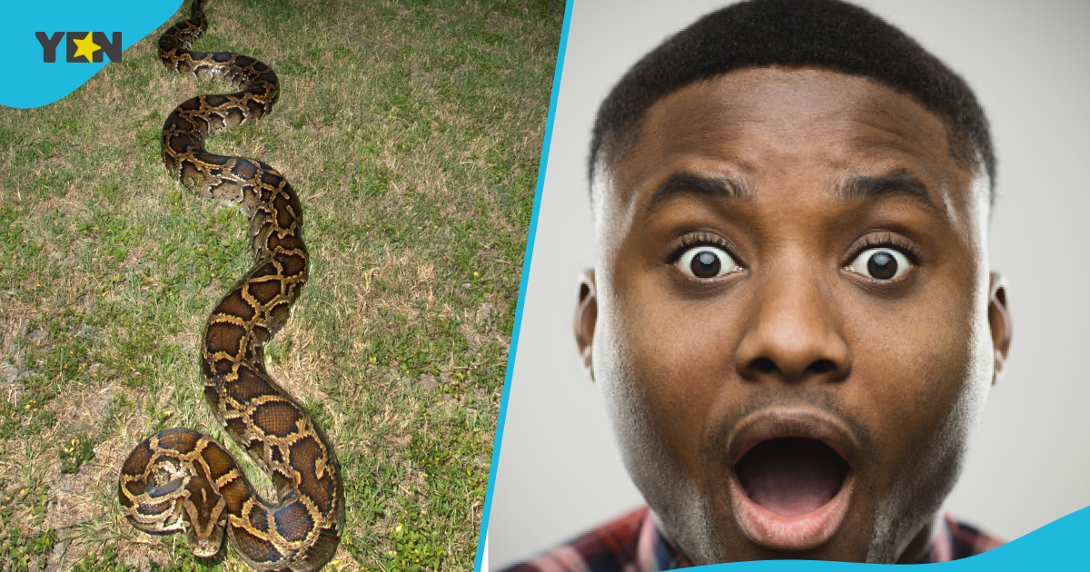 Farmer, 33, Becomes Hero Of His Town After Defeating 18-Foot Python That Attacked His Dog
