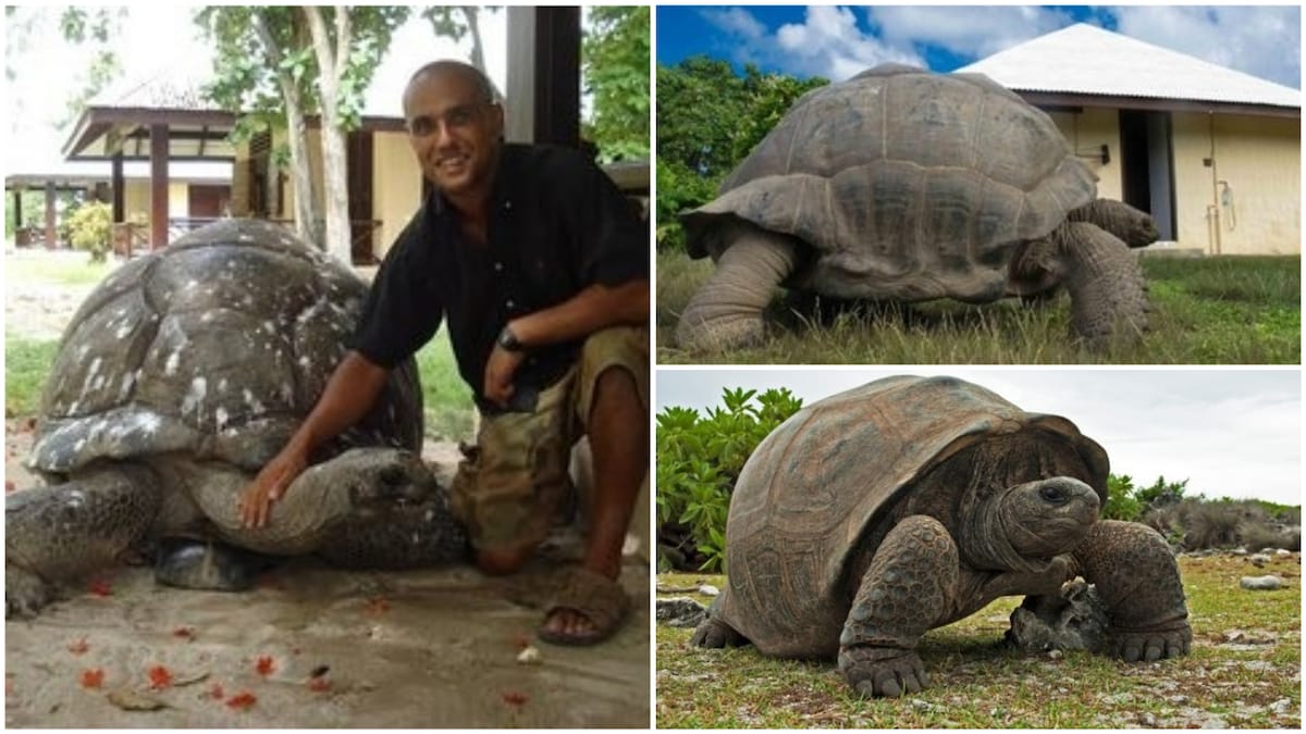 A collage of the tortoise in Bird Island. Photo source: Twitter/Africa Facts Zone