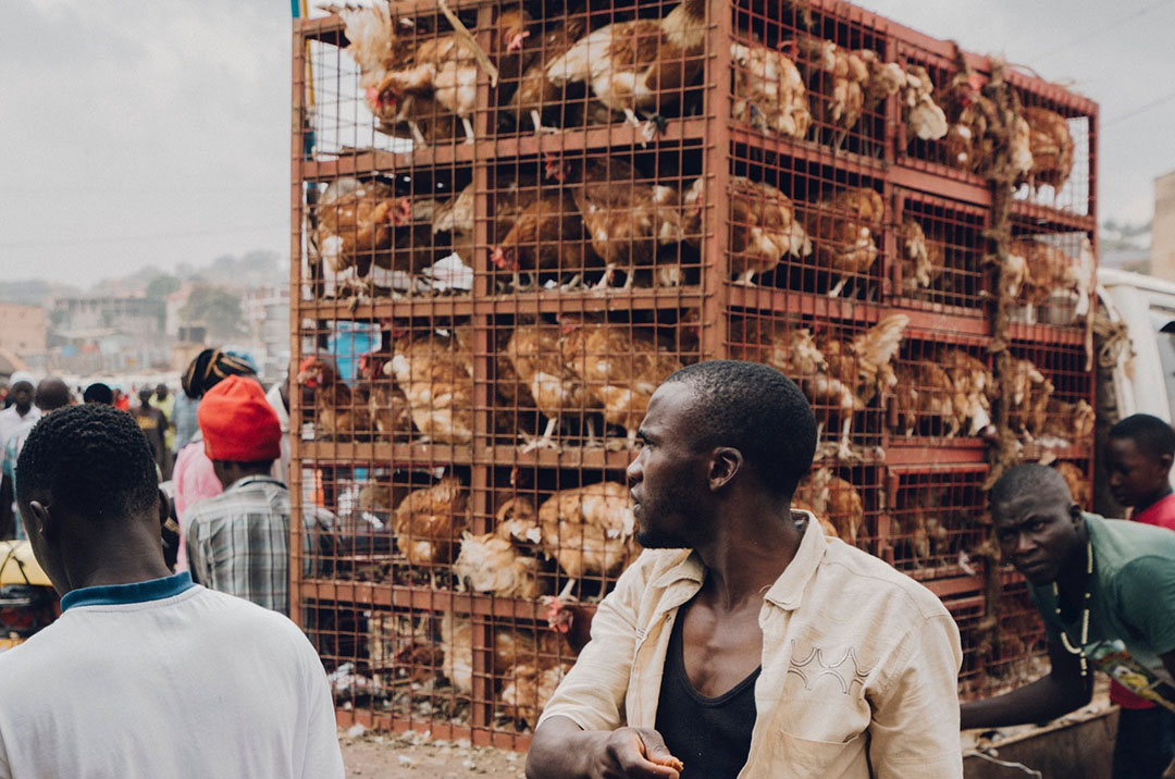 Chicken will be expensive this festive season - Ghana Poultry Project