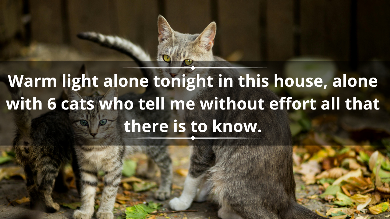 Bukowski quotes on cats