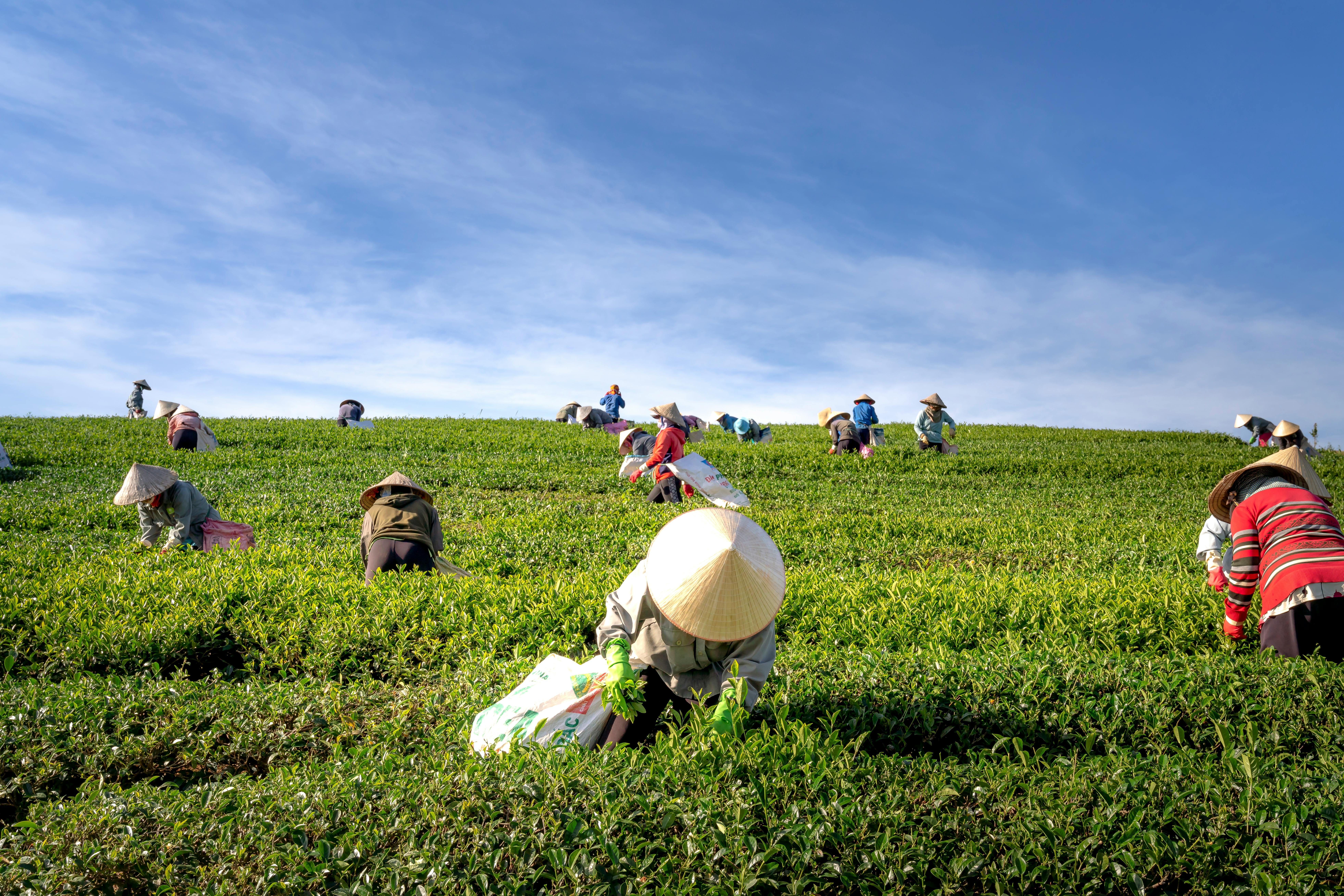 A group of farmers picking tea