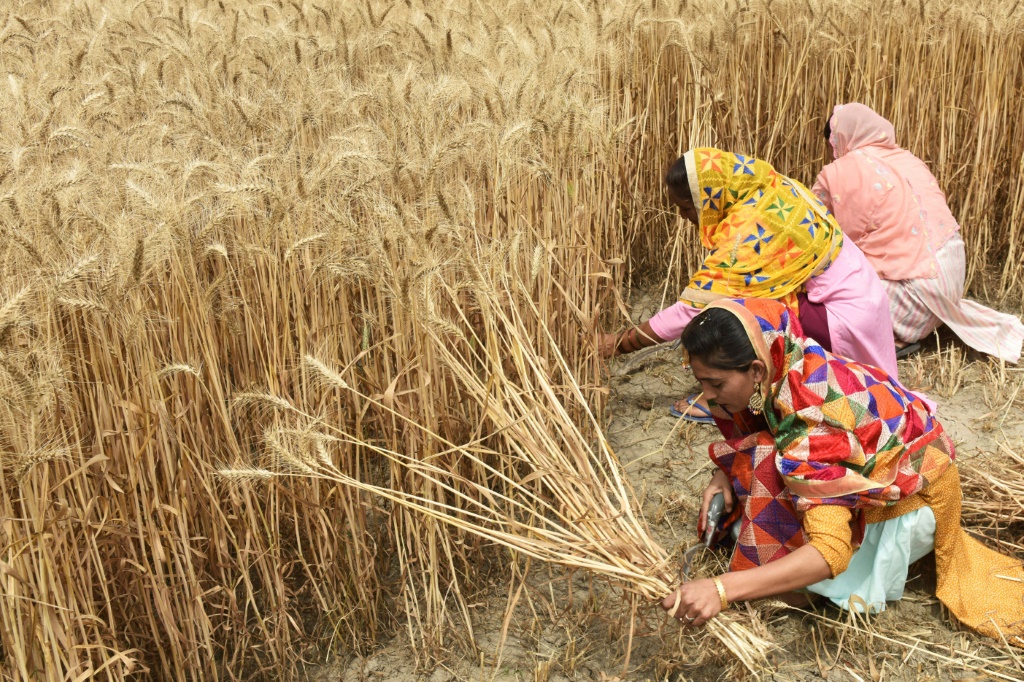 Record temperatures earlier this year hit India's wheat production
