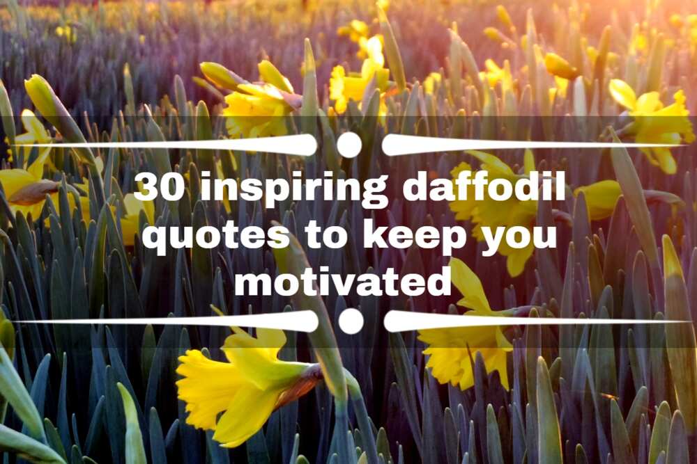 daffodil quotes