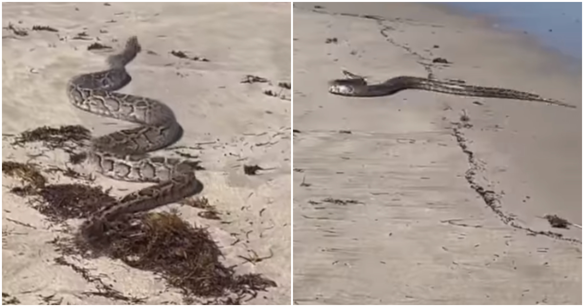 Video of massive snake on beach in scary viral video causes stir; many scream: “Who let their pet out?”