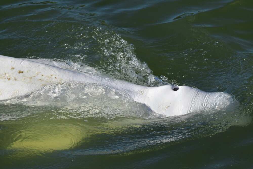 Belugas are a protected species that cannot survive long in fresh water