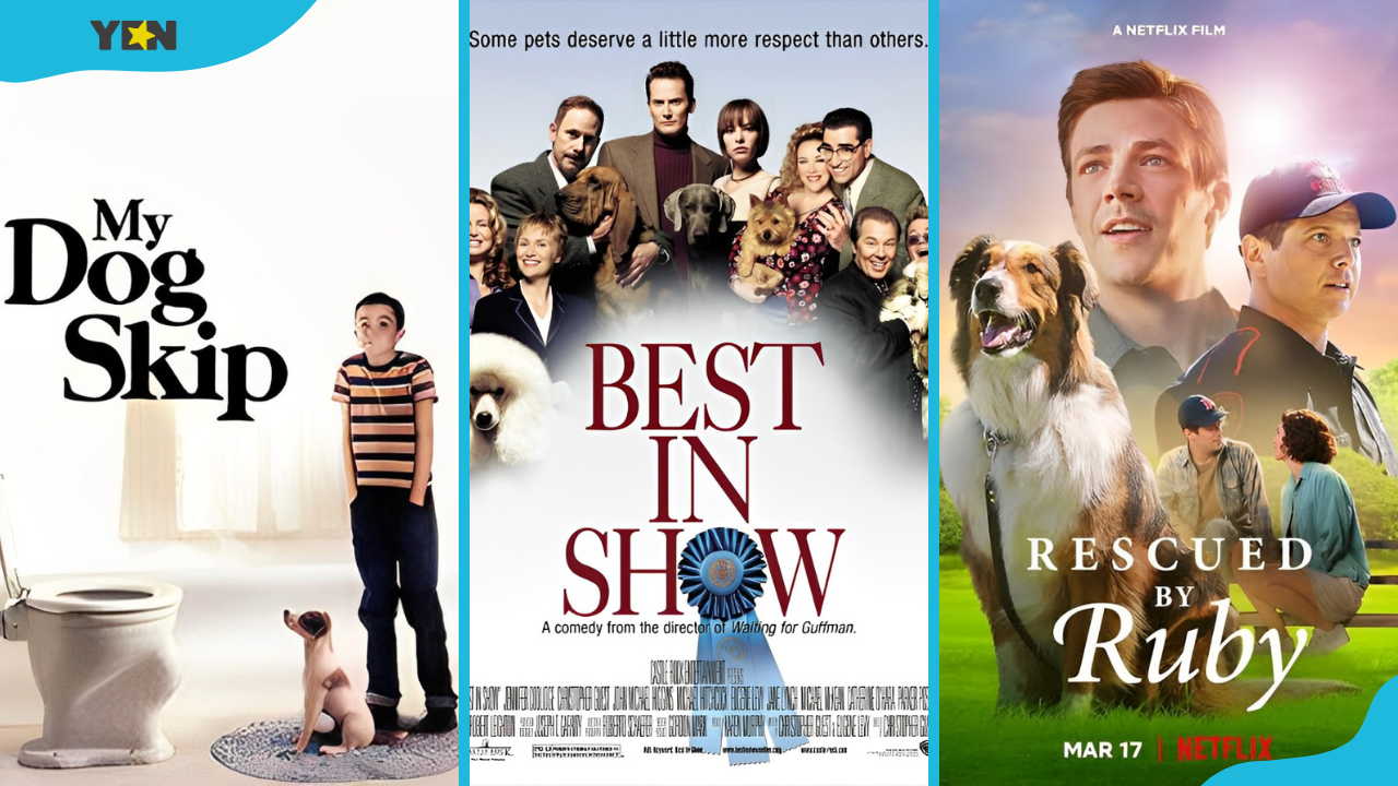 The top 25 dog movies every dog lover will thoroughly enjoy