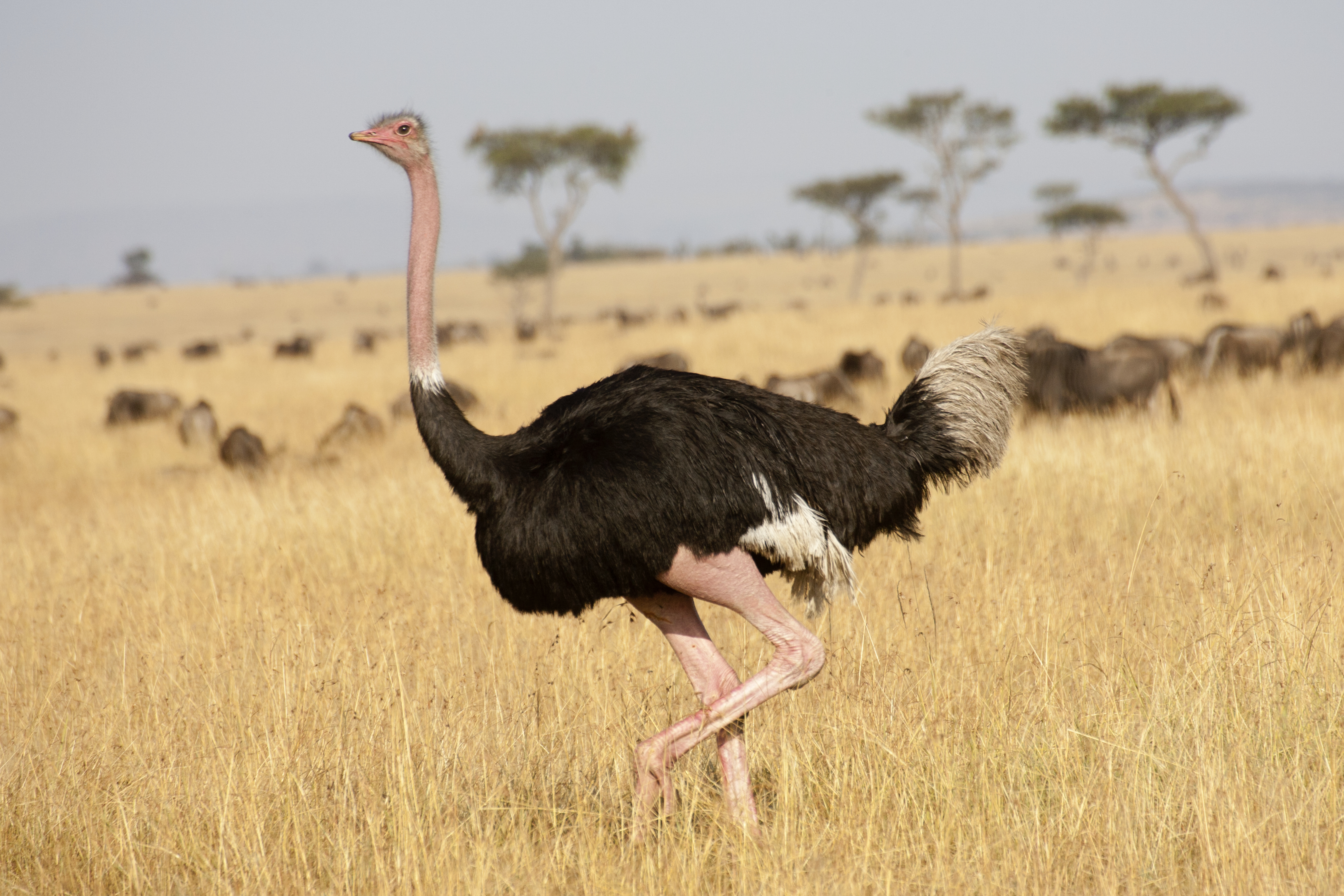 Male Ostrich in Serengeti National Park,Tanzania