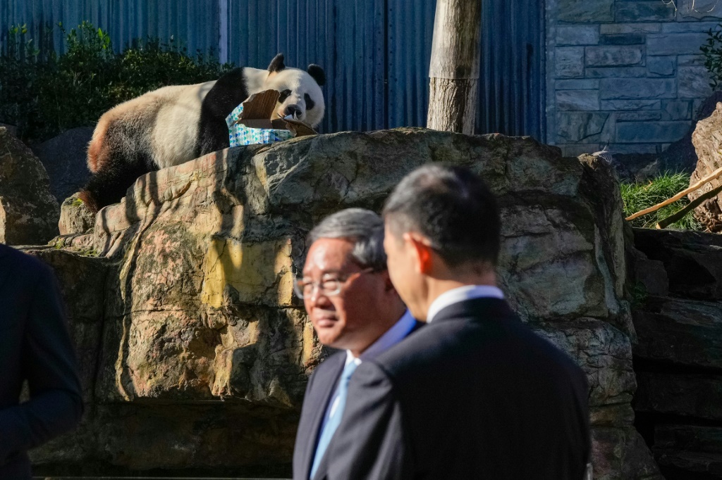 Premier Li Qiang (C) said China will offer Australia two new pandas to replace Wang Wang (pictured) and Fu Ni who will return home this year