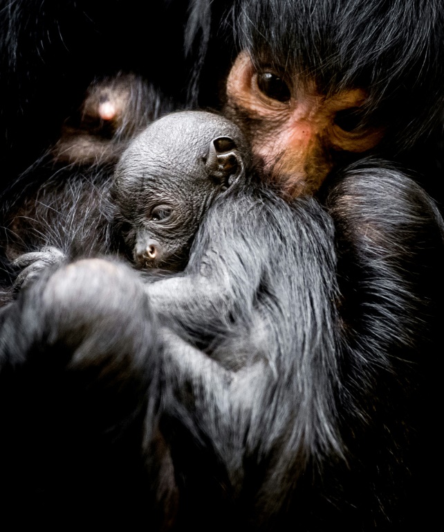 A picture taken on March 16, 2018 shows a newborn black spider monkey at the Artis Zoo in Amsterdam