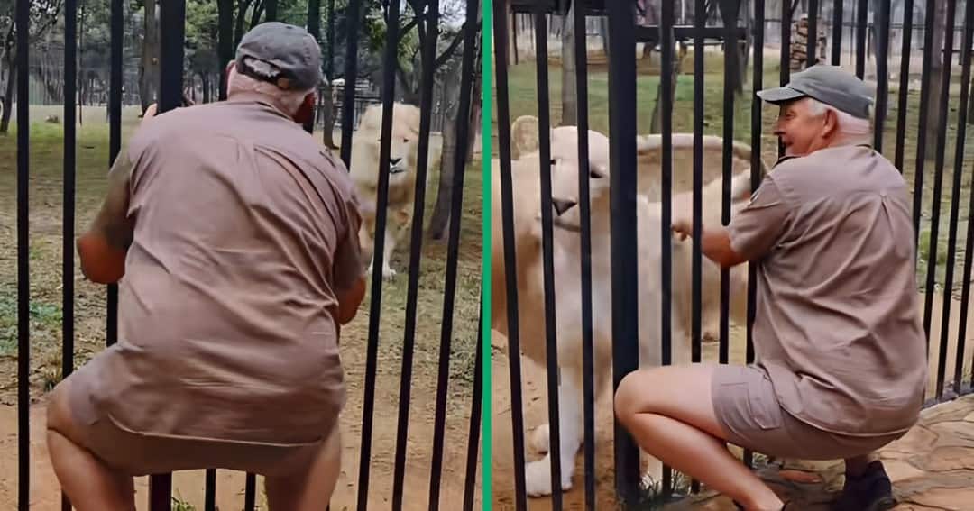A TikTok video showcasing a special bond between a man and a lion.
