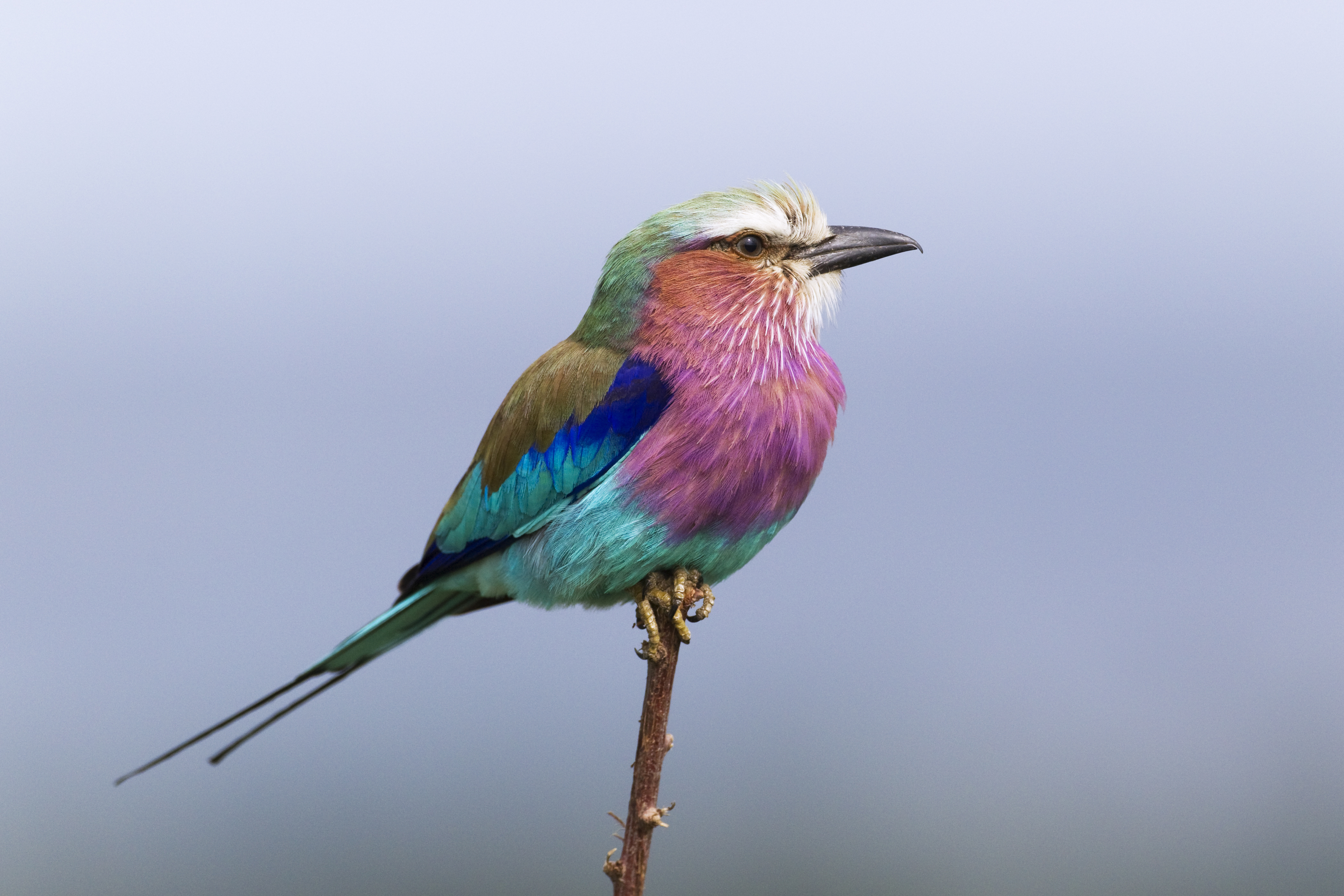 Lilac-breasted roller perched on a small branch in the evening in Masai Mara, Kenya